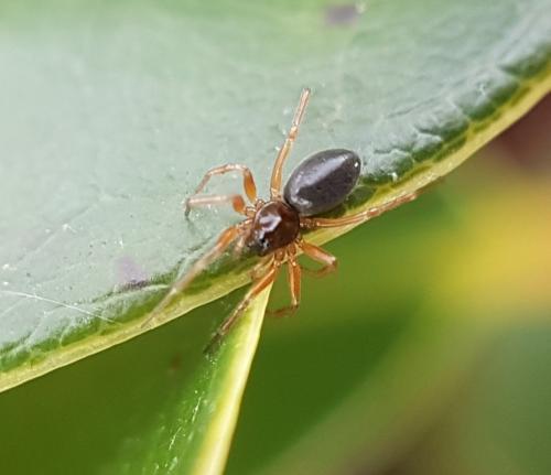 Réf. 222 080 : Walckenaeria acuminata